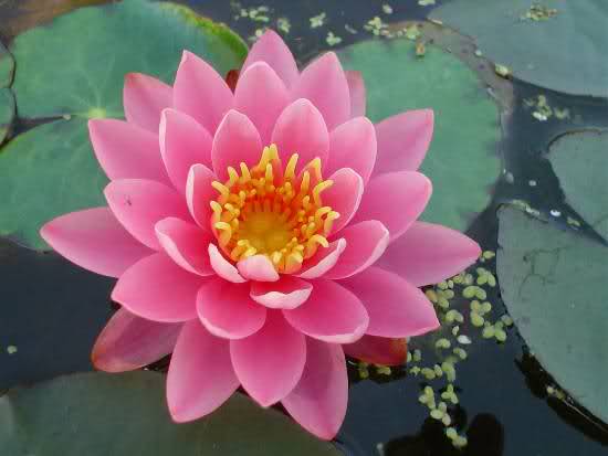lotus -